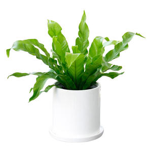 生物醫藥基地花卉綠植租擺公司