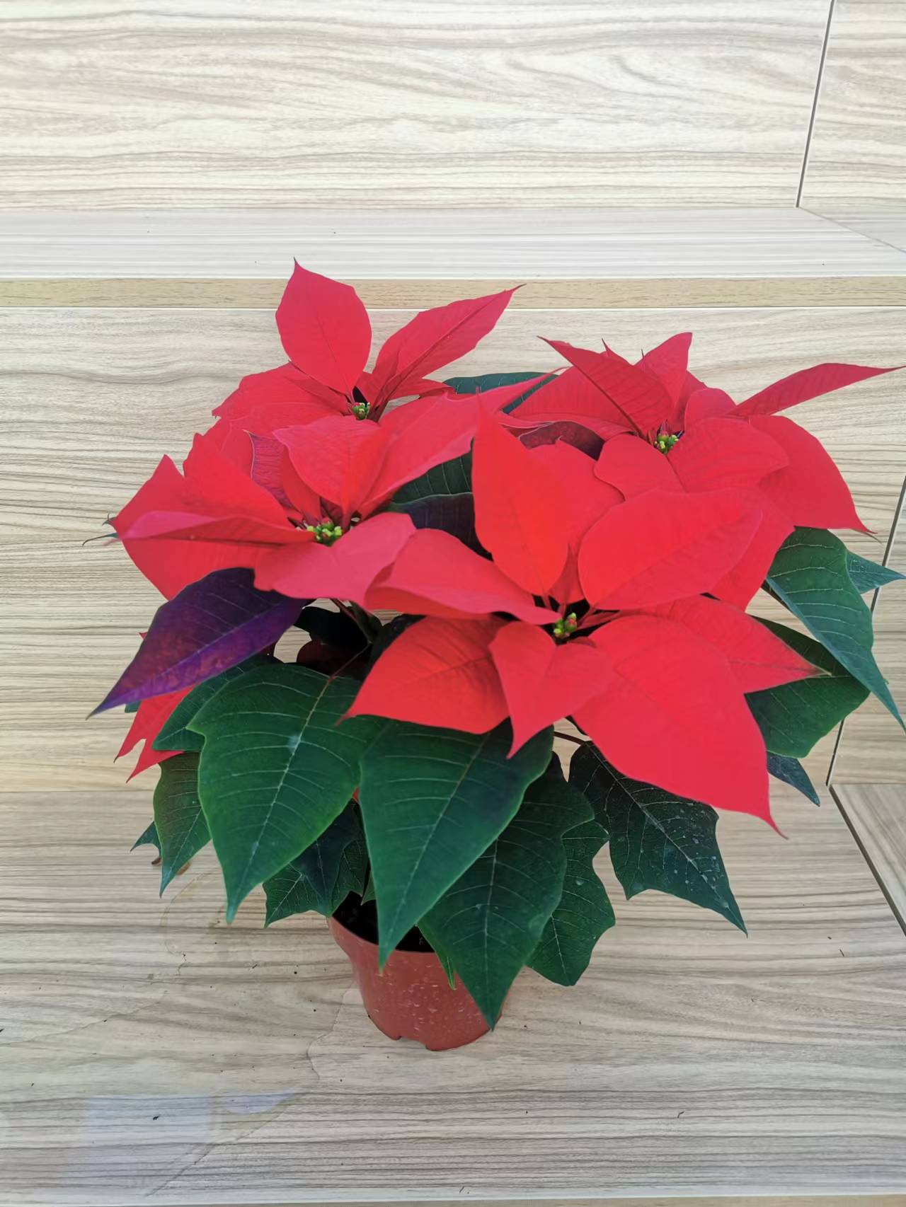 北京專業寫字樓辦公室花卉租擺綠植租擺公司