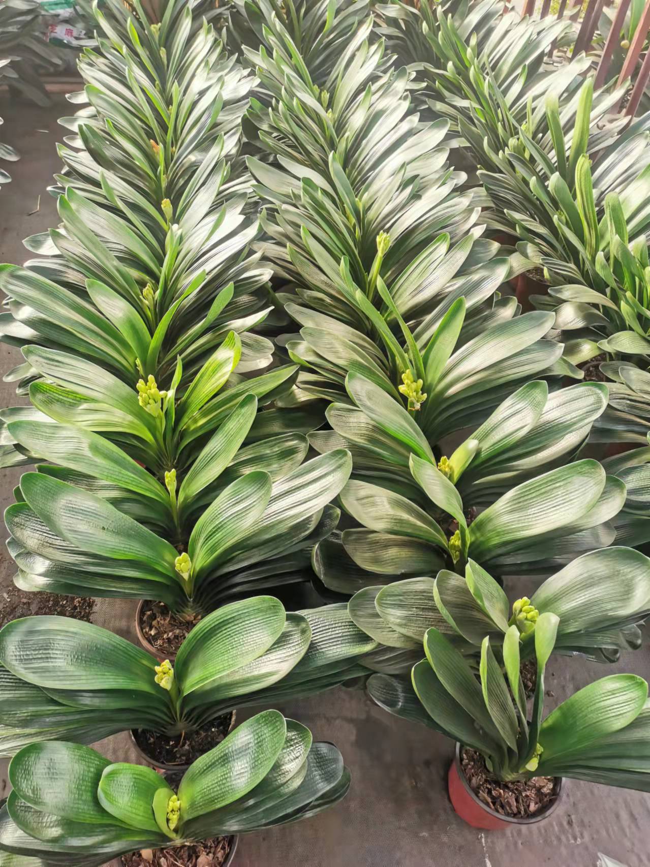 海淀區寫字樓綠植租賃公司