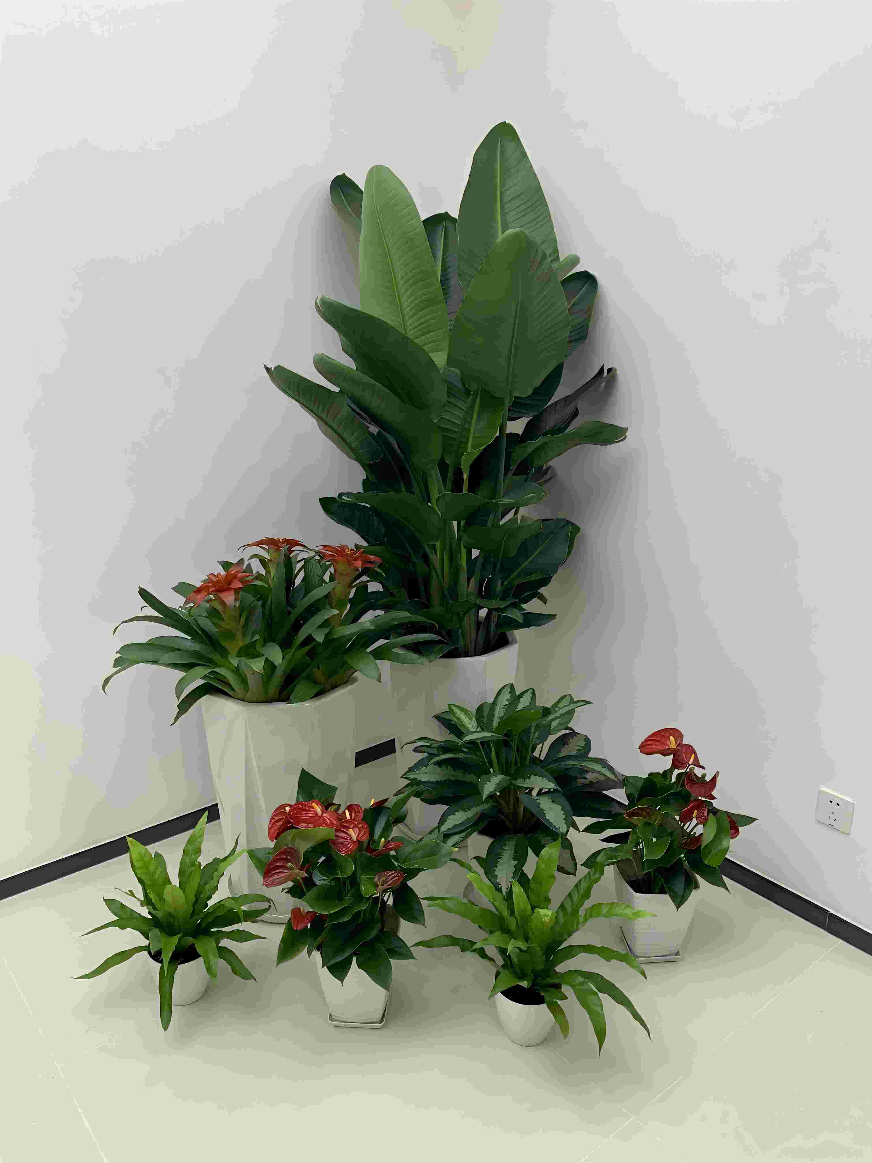 花木租擺養護質量標準