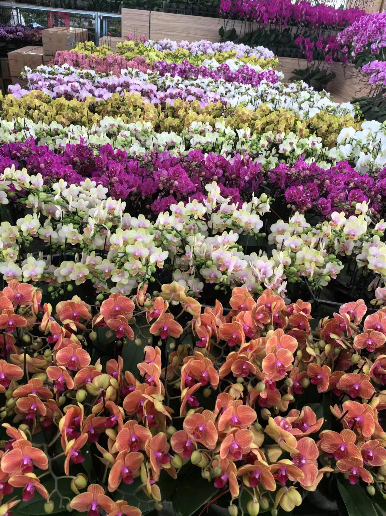 北京世紀匯通園藝：亦莊寫字樓綠植租擺的專業之選