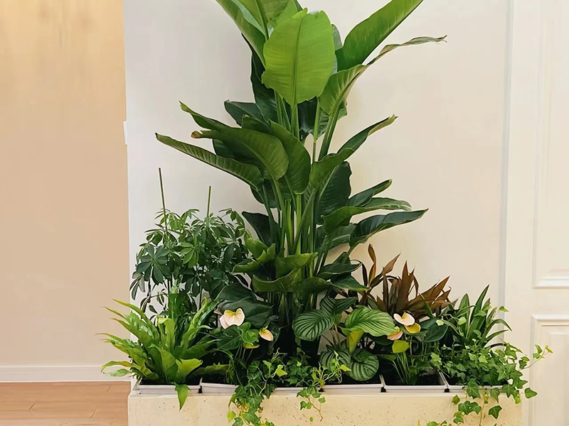 北京花卉租擺養護