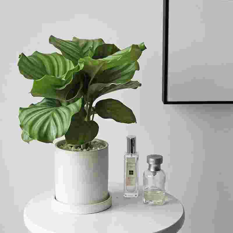 北京辦公室綠植租賃辦公室綠植租擺辦公室綠植出售辦公室綠植出租