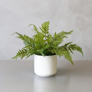 綠植租擺北京綠植租擺北京綠植租擺價(jià)格北京辦公室綠植租擺方案