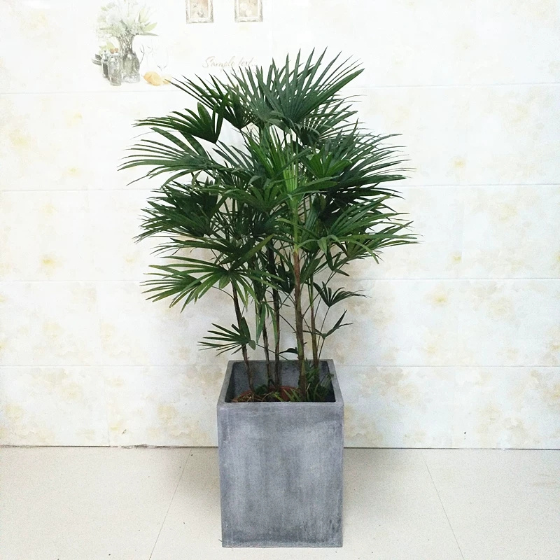 大興區綠植租擺大興區辦公室花卉租擺大興區花卉租賃