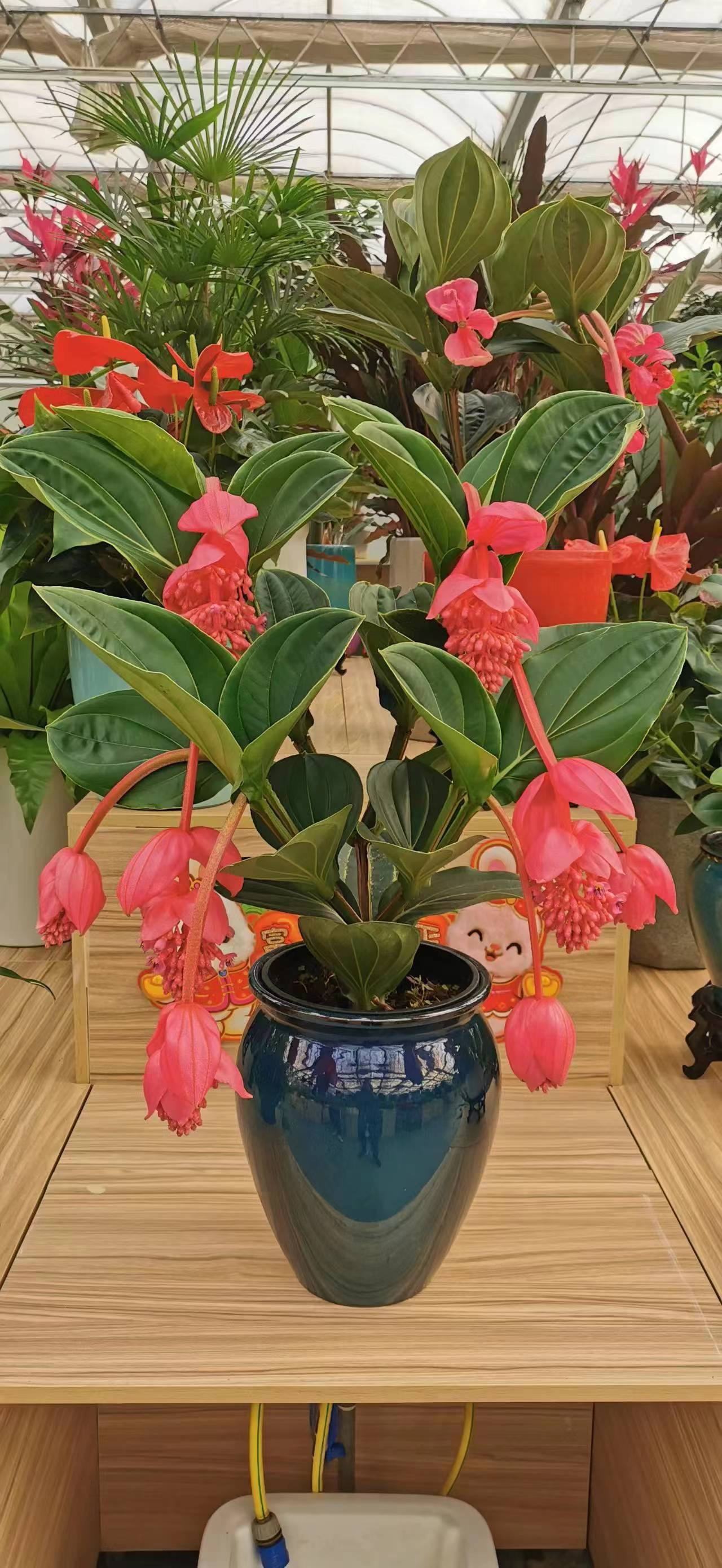 綠植租擺客廳最適合養的5種綠植美觀又凈化空氣