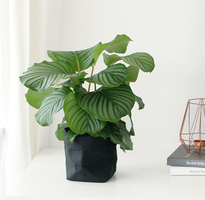 辦公室綠植花卉租賃公司