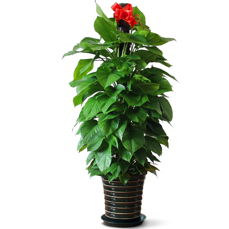 北京綠植租擺公司