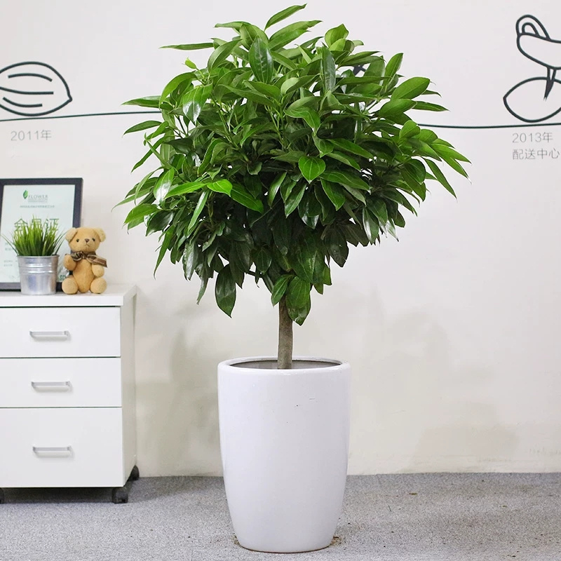  北京東三環綠植租擺朝陽區綠植租擺公司