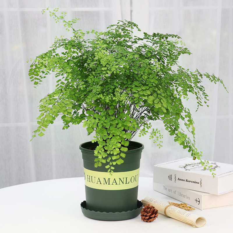 綠植租賃：不止于“租”，解鎖綠色經濟新藍海