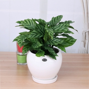 望京綠植租擺國貿綠植租擺朝陽區綠植租擺公司