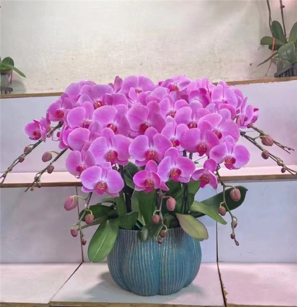 北京年宵花卉銷售